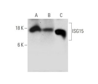 ISG15 Antibody (F-9) | SCBT - Santa Cruz Biotechnology