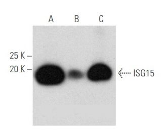 しろうさ ISG15 Antibody (F-9) | SCBT - Santa Cruz Biotechnology