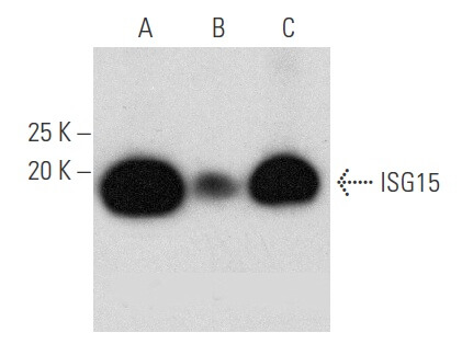 ISG15 Antibody (F-9) | SCBT - Santa Cruz Biotechnology