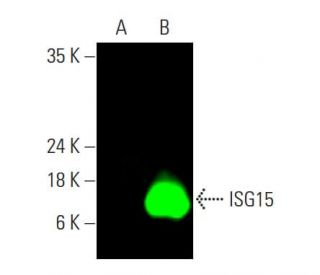 ISG15 Antibody (F-9) | SCBT - Santa Cruz Biotechnology