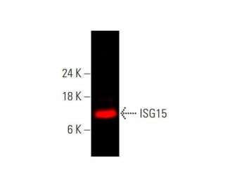 ISG15 Antibody (F-9) | SCBT - Santa Cruz Biotechnology