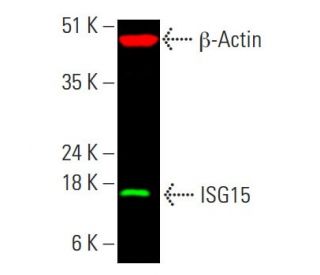 ISG15 Antibody (F-9) | SCBT - Santa Cruz Biotechnology