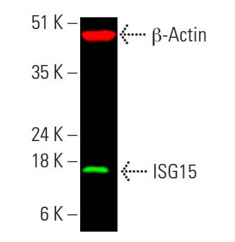 ISG15 Antibody (F-9) | SCBT - Santa Cruz Biotechnology