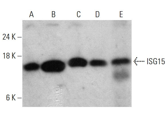 あめページ ISG15 Antibody (F-9) | SCBT - Santa Cruz Biotechnology