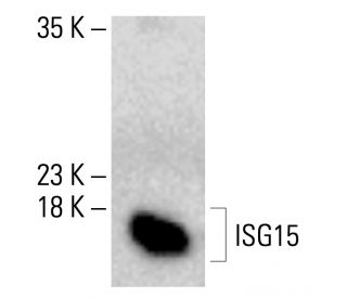 ISG15 Antibody (F-9) | SCBT - Santa Cruz Biotechnology