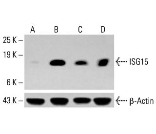 しろうさ ISG15抗体(F-9) | SCBT - Santa Cruz Biotechnology