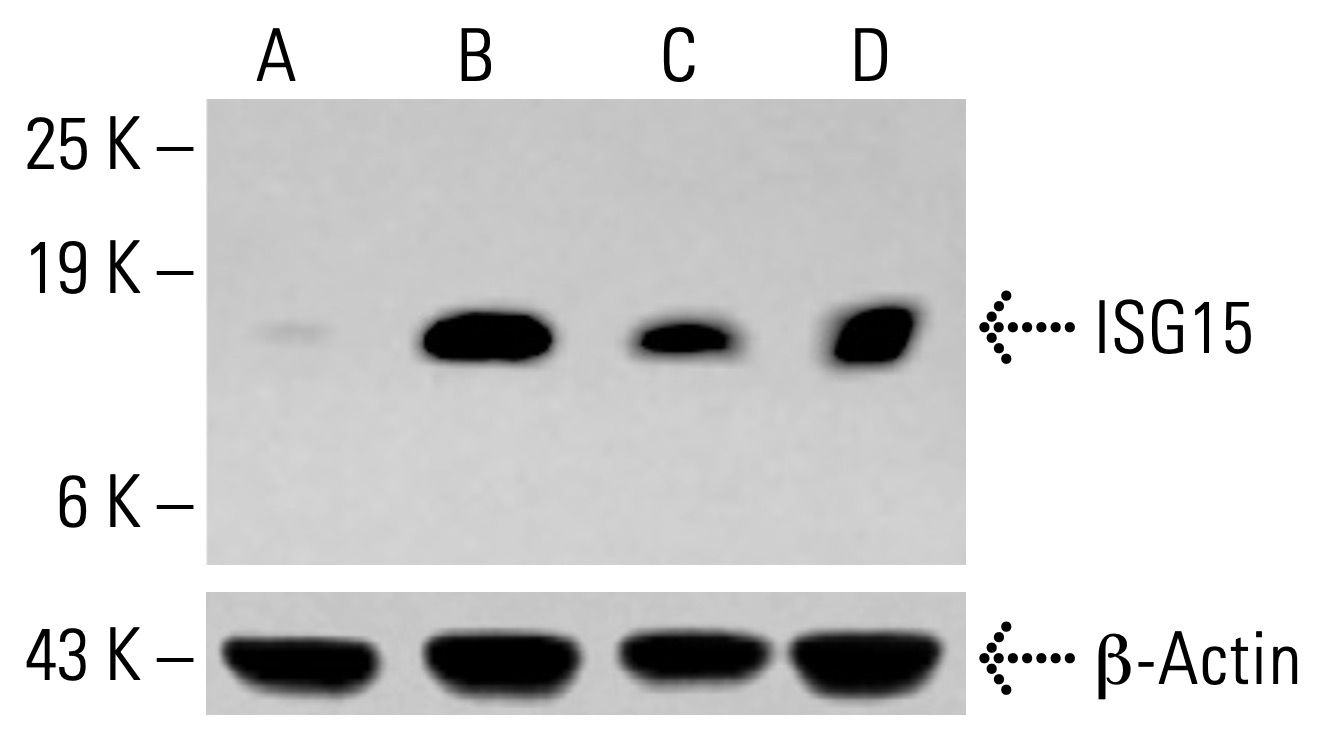 ISG15 Antibody (F-9) | SCBT - Santa Cruz Biotechnology