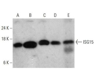 western blotting image from recommended ISG15 (F-9) monoclonal antibody replacement. Image 387994