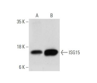 ISG15 Antibody (A-5) - Western Blotting - Image 319547