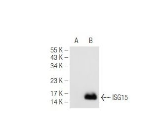 ISG15 (A-5): sc-166712. Western blot analysis of ISG15 expression in... 