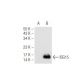 ISG15 (A-5): sc-166712. Western blot analysis of ISG15 expression in... 