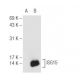 ISG15 (F-9): sc-166755. Western blot analysis of ISG15 expression in... 