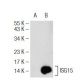 ISG15 (E-9): sc-166794. Western blot analysis of ISG15 expression in...
