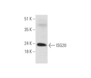 ISG20 Antibody (C-12) - Western Blotting - Image 333661 