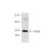 ISG20 Antibody (C-12) - Western Blotting - Image 333661 