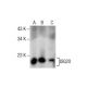 ISG20 Antibody (D-5) - Western Blotting - Image 157701 