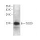 ISG20 Antibody (D-5) - Western Blotting - Image 366724