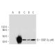 western blotting image from recommended ISGF-3γ p48 (H-10) monoclonal antibody replacement. Image 300148