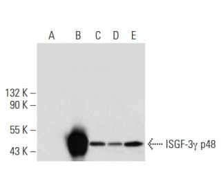 western blotting image from recommended ISGF-3&gamma; p48 (H-10) monoclonal antibody replacement. Image 300148