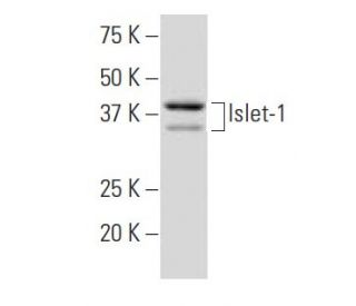 Islet-1 Antibody (3B8) - Western Blotting - Image 34440