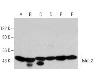 Islet-2 Antibody (A-1) - Western Blotting - Image 359395 