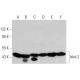 Islet-2 Antibody (A-1) - Western Blotting - Image 359395 