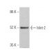 Islet-2 Antibody (A-1) - Western Blotting - Image 374375