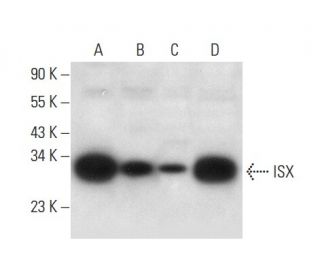 ISX Antibody (E-2) - Western Blotting - Image 309548 