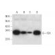 ISX Antibody (E-2) - Western Blotting - Image 309548 