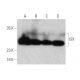 ISX Antibody (E-2) - Western Blotting - Image 395166