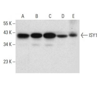 ISY1 Antibody (G-6) - Western Blotting - Image 304552 