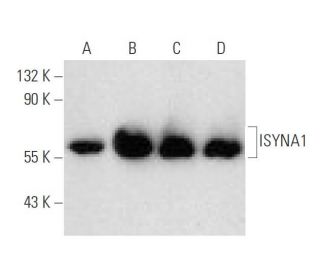 ISYNA1 Antibody (C-9): sc-271830