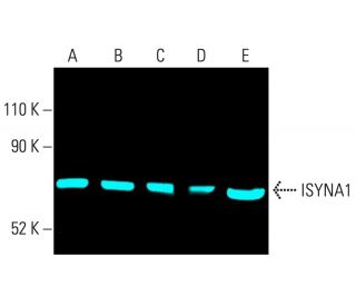 ISYNA1 Antibody (C-9) - Western Blotting - Image 404231 