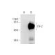 ITF-2 Antibody (C-1) - Western Blotting - Image 293082