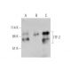 ITF-2 Antibody (C-1) - Western Blotting - Image 351703 