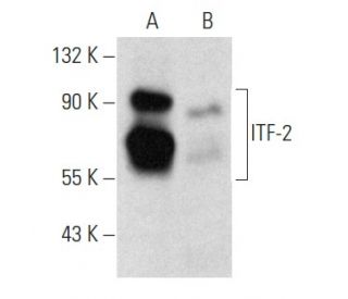 ITF-2 Antibody (C-1) - Western Blotting - Image 357303 