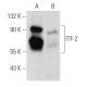 ITF-2 Antibody (C-1) - Western Blotting - Image 357303 