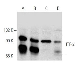 ITF-2 Antibody (C-8) - Western Blotting - Image 357301 