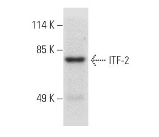 ITF-2 Antibody (C-8) - Western Blotting - Image 389183Each CRISPR/Cas9 Knockout (KO) Plasmid product consists of a pool of 3 plasmids designed to ensure identification and cleavage of a specific gene for maximum knockout efficiency. Each plasmid encodes a unique 20 nt sequence derived from the GeCKO (v2) library.