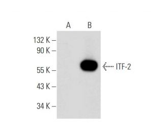 ITF-2 Antibody (G-8) - Western Blotting - Image 345929Each CRISPR/Cas9 Knockout (KO) Plasmid product consists of a pool of 3 plasmids designed to ensure identification and cleavage of a specific gene for maximum knockout efficiency. Each plasmid encodes a unique 20 nt sequence derived from the GeCKO (v2) library.