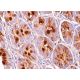 immunohistochemistry image from recommended ITF (B-1) monoclonal antibody replacement. Image 377193