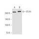 ITI-H1 Antibody (40B10) - Western Blotting - Image 62801