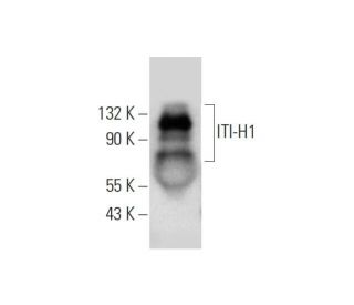 ITI-H1 Antibody (F-5) - Western Blotting - Image 320957