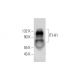 ITI-H1 Antibody (F-5) - Western Blotting - Image 320957