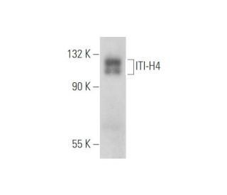 ITI-H4 Antibody (A-12) - Western Blotting - Image 344606