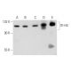 ITI-H4 Antibody (F-9) - Western Blotting - Image 345980 