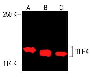 ITI-H4 Antibody (G-2) - Western Blotting - Image 413142 
