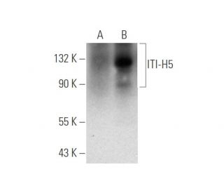 ITI-H5 Antibody (B-7) - Western Blotting - Image 316256