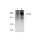 ITI-H5 Antibody (B-7) - Western Blotting - Image 316256