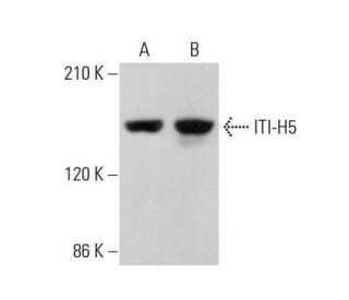 ITI-H5 Antibody (D-1) - Western Blotting - Image 377952 
